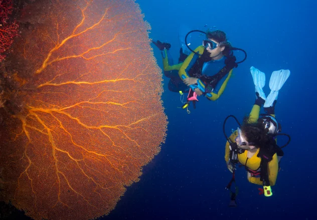 Scuba divers exploring pristine coral reef